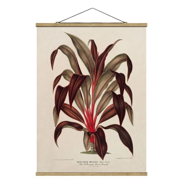 Quadri floreali Illustrazione botanica vintage di albero del drago
