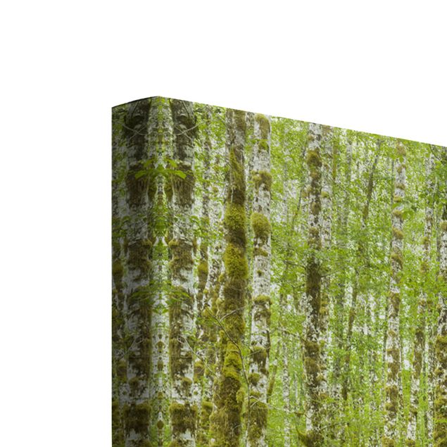 Quadri su tela paesaggio Foresta pluviale di Hoh Parco nazionale olimpico