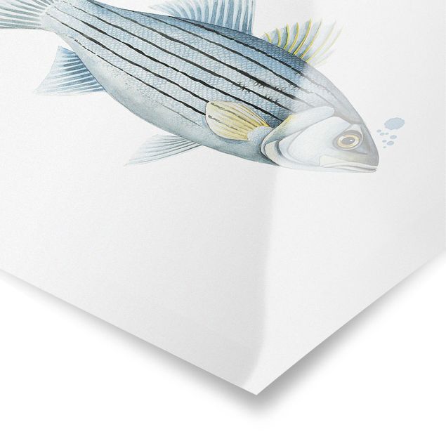 Stampe poster Pesca a colori - Persico bianco