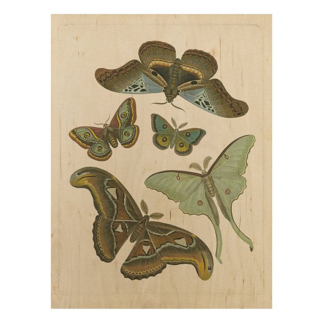 Quadri stampe Illustrazione vintage Farfalle esotiche II