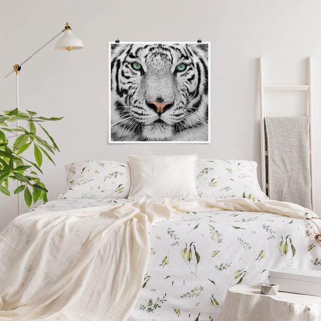 Quadri con tigre Tigre bianca