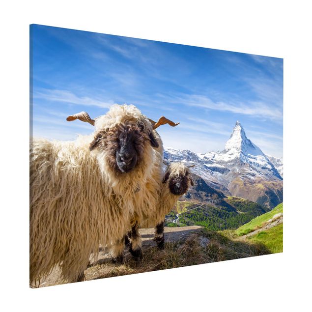 Quadri con paesaggio Pecore dal naso nero di Zermatt