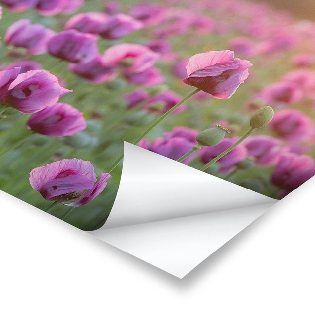 Poster - Viola di papavero Fiore prato in primavera - Orizzontale 3:4