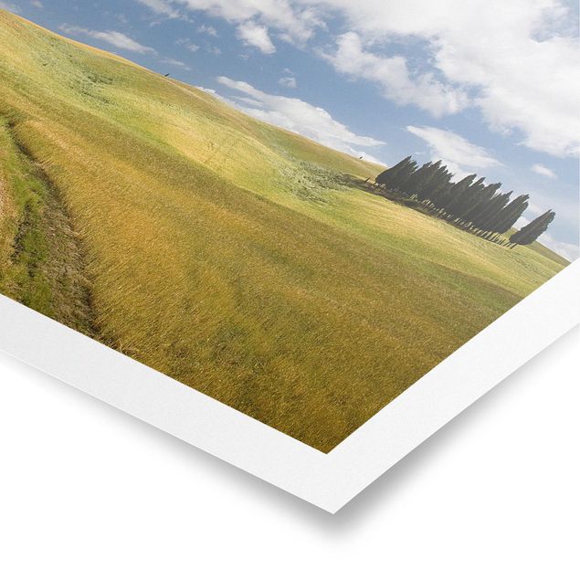 Poster natura paesaggi Cipressi in Toscana