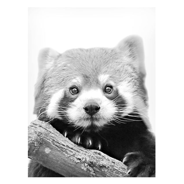 Quadri panda Panda rosso in bianco e nero