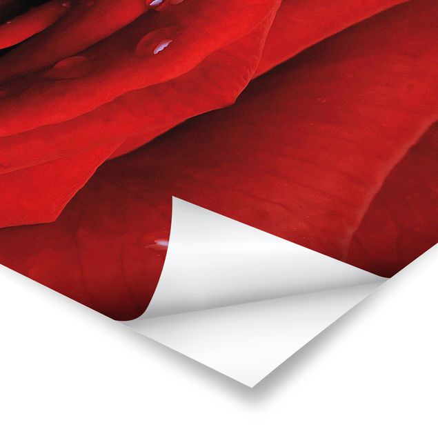 Poster - Rosa rossa con le gocce - Panorama formato orizzontale