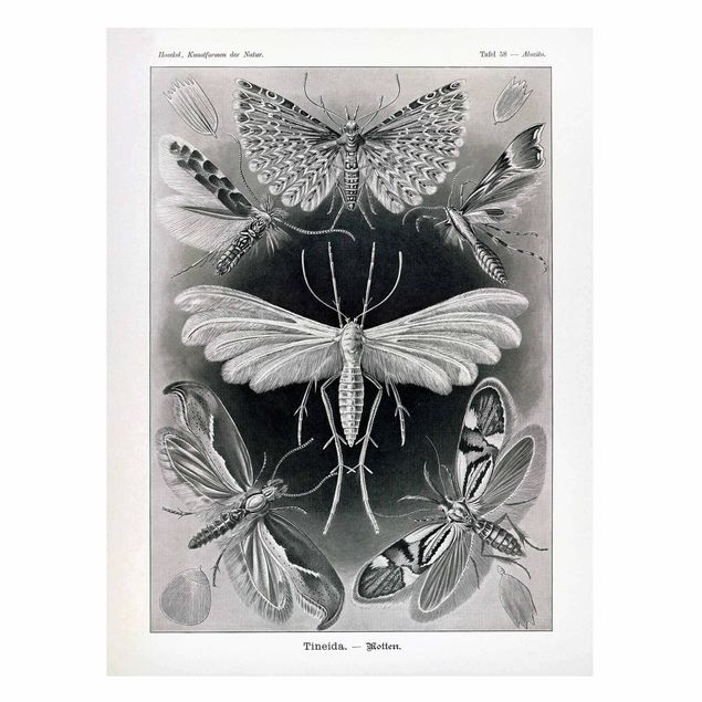 Quadri in bianco e nero Bacheca Vintage Falene e farfalle
