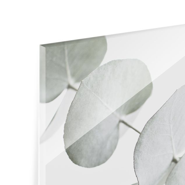 Paraschizzi in vetro - Ramo di eucalipto nella luce bianca - Quadrato 1:1
