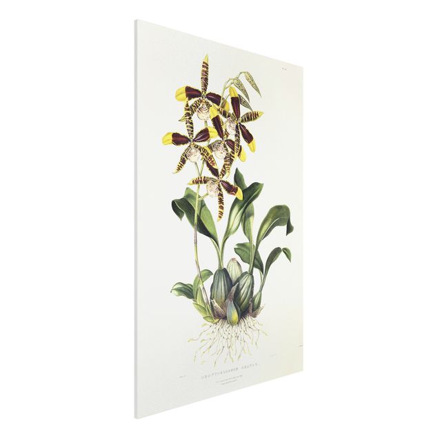 Stampe quadri famosi Maxim Gauci - Orchidea II