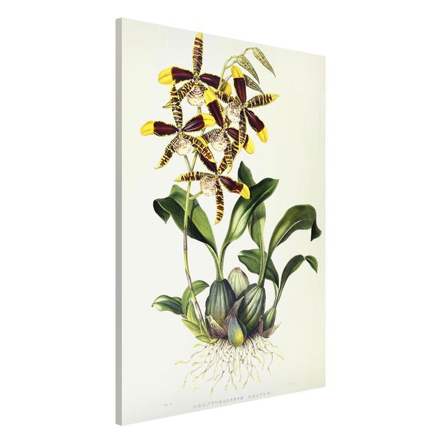 Riproduzioni quadri famosi Maxim Gauci - Orchidea II