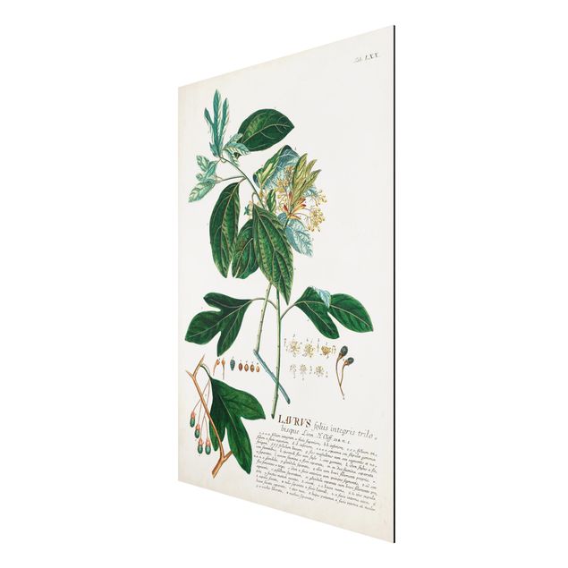 Quadri floreali moderni Illustrazione botanica vintage Alloro