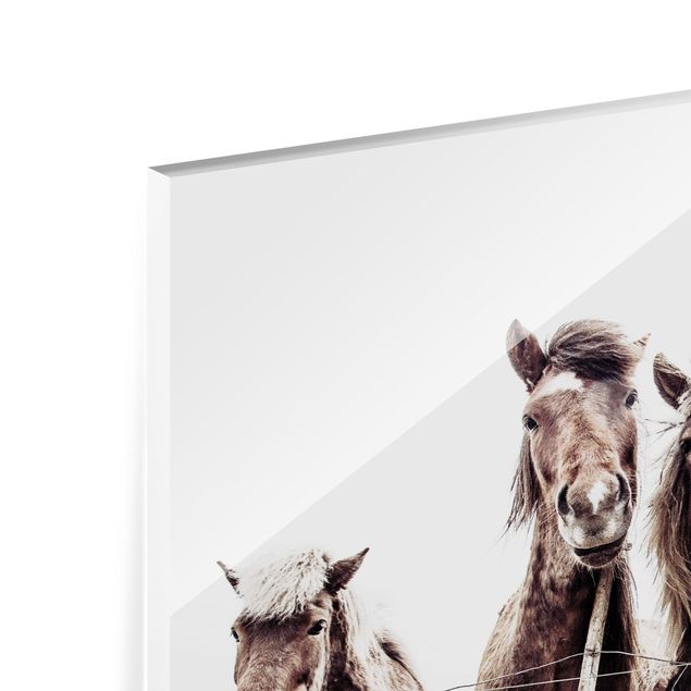 Paraschizzi in vetro - Cavallo d'Islanda - Formato orizzontale 4:3