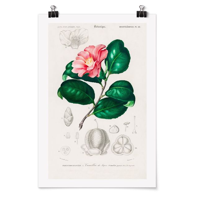 Quadri verdi Illustrazione botanica vintage Pianta tropicale II