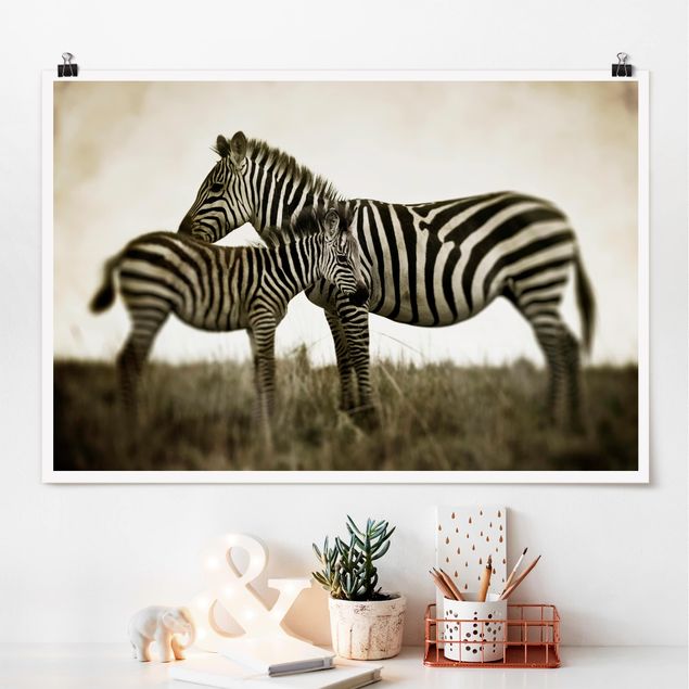 Quadro Africa Coppia di zebre