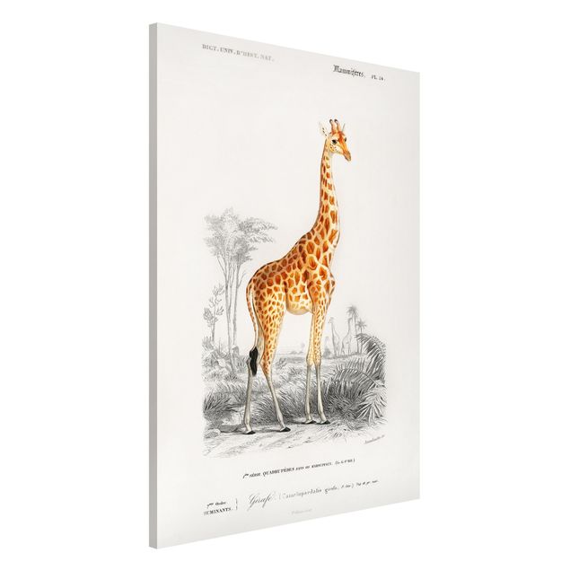 Quadri Africa Bacheca vintage Giraffa