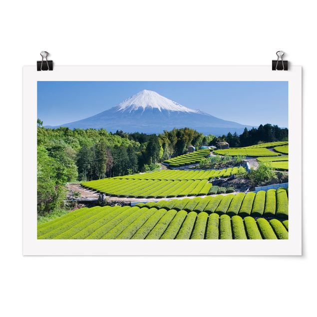 Quadri moderni   Campi di tè davanti al Fuji