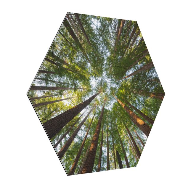 Quadri tridimensionali Cime di Sequoia