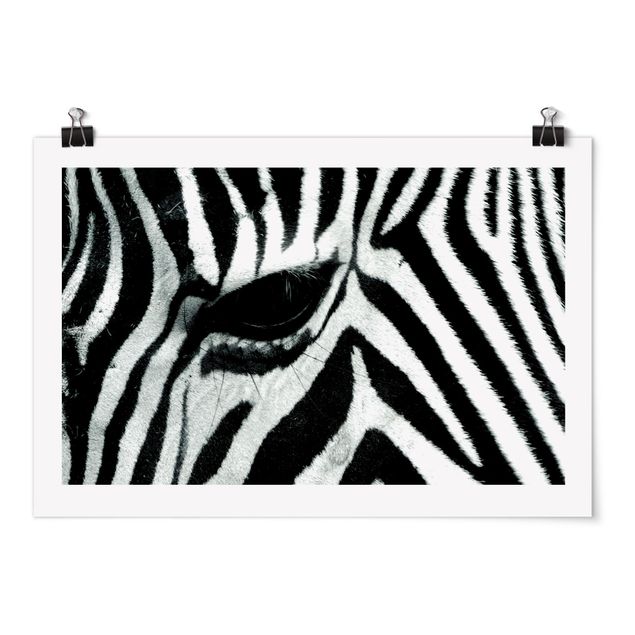 Quadri bianco e nero zebra