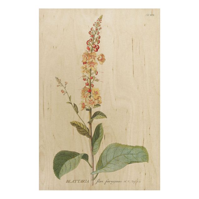 Quadri in legno con fiori Illustrazione botanica vintage Mullein