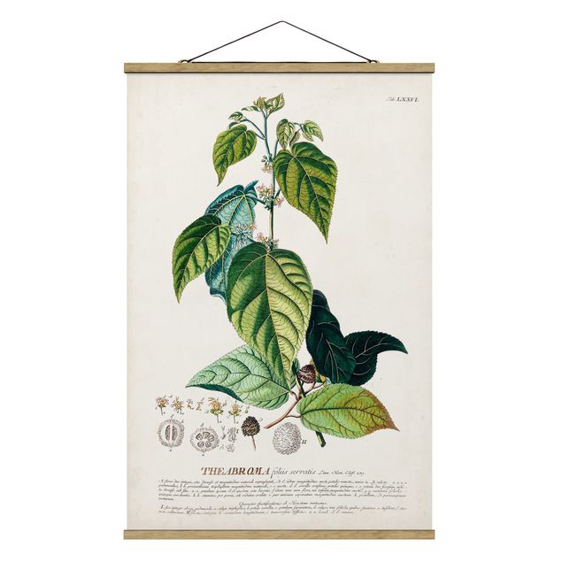 Quadri verdi Illustrazione botanica vintage Cacao