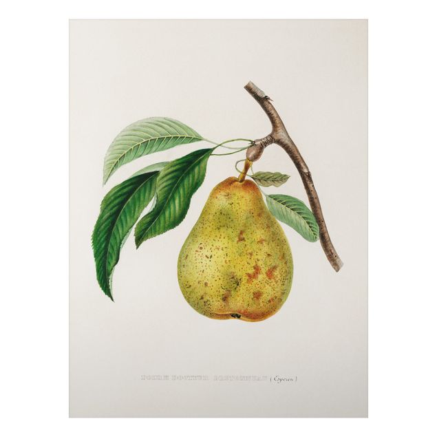 Quadri vintage Illustrazione botanica vintage Pera gialla