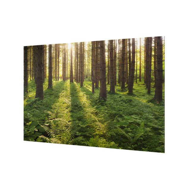 Paraschizzi in vetro - Sun Rays In Green Forest
