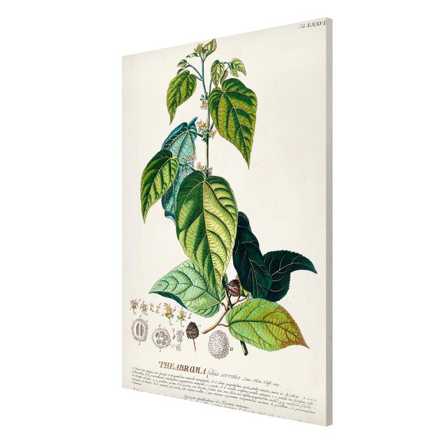 Quadri vintage Illustrazione botanica vintage Cacao