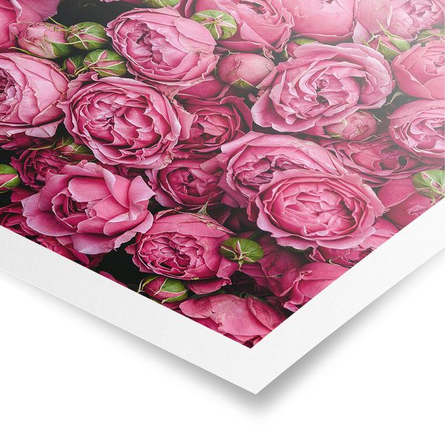 Stampe poster Peonie rosa