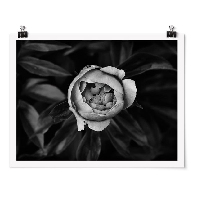 Poster bianco nero Fiore di peonia bianco Foglie anteriori nere
