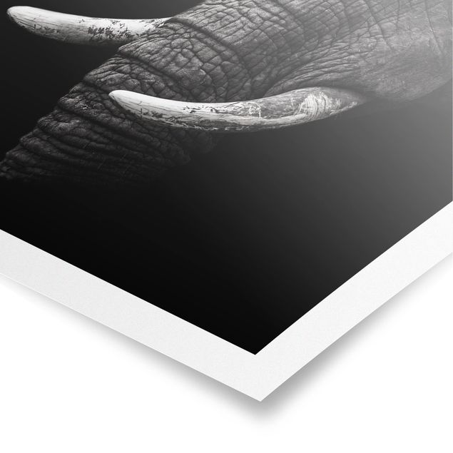 Quadri moderni bianco e nero Ritratto di elefante scuro