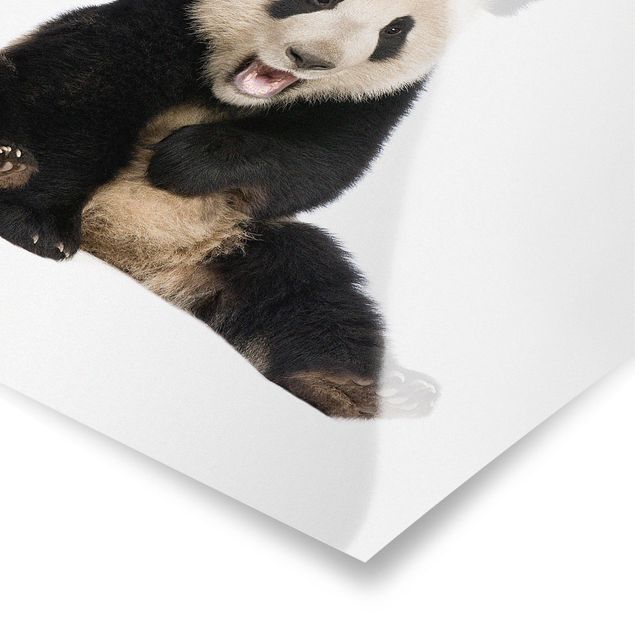 Poster animali Panda che ride