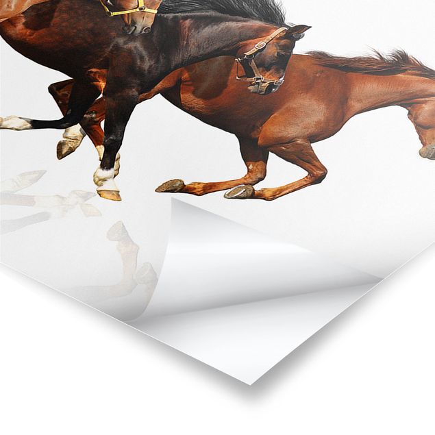 Stampe poster Branco di cavalli
