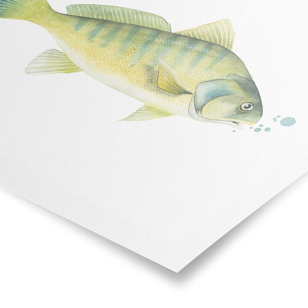 Stampe Colore Cattura - Pesce persico