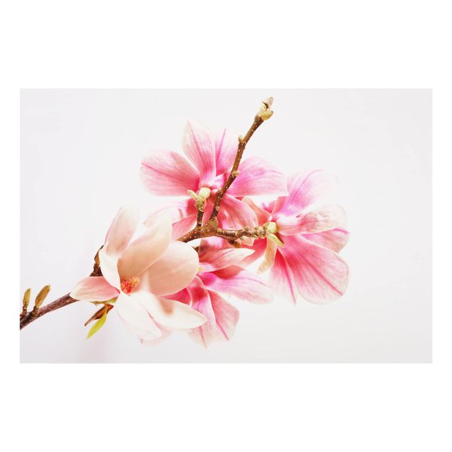 Paraschizzi in vetro - Magnolia Blossoms