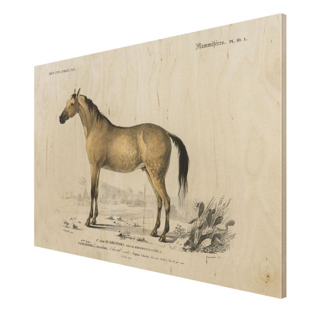 Stampe su legno Bacheca Vintage Cavallo