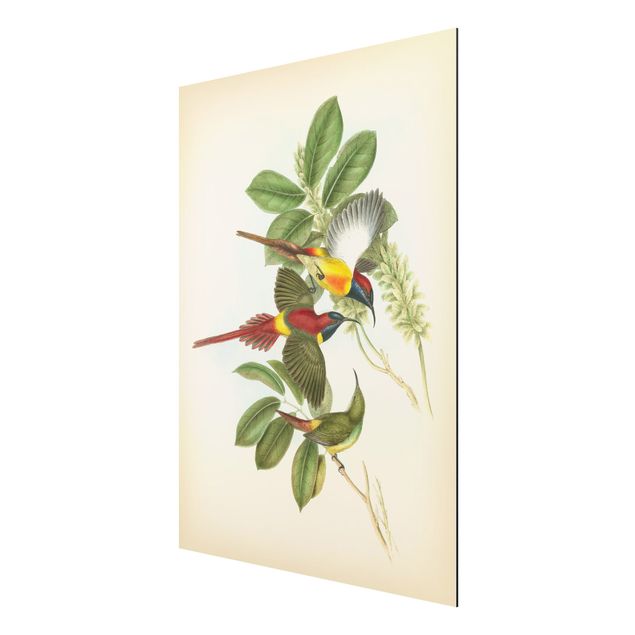 Quadri animali Illustrazione vintage Uccelli tropicali III