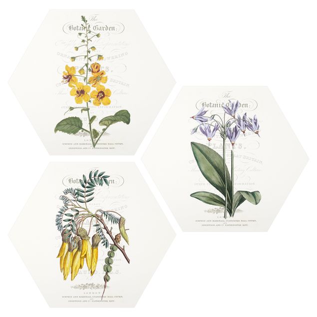 Quadri stampe Set tableau botanico I