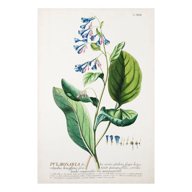 Quadro vintage Illustrazione botanica vintage Pulmonaria