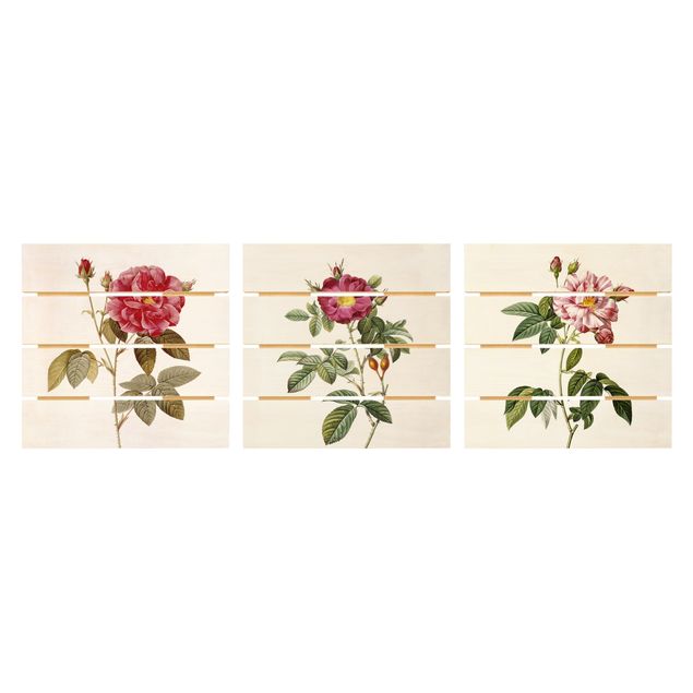Quadri in legno con fiori Pierre Joseph Redouté - Rose