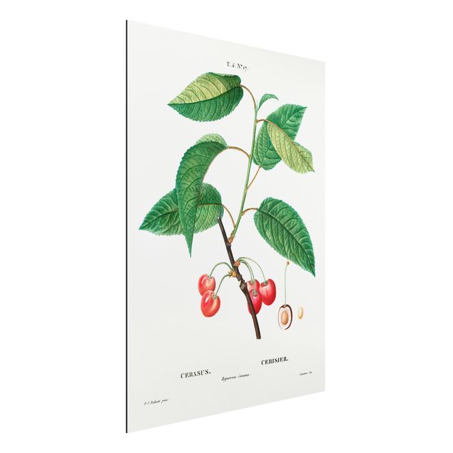 Quadri con fiori Illustrazione botanica vintage Ciliegie rosse