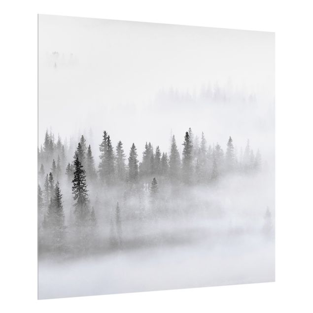 Paraschizzi cucina Nebbia nella foresta di abeti in bianco e nero