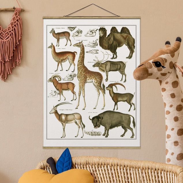 Quadri Africa Bacheca Vintage Giraffa, cammello e lama