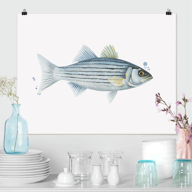Quadri pesci Pesca a colori - Persico bianco