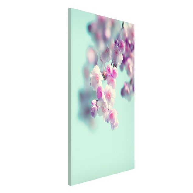 Lavagne magnetiche con fiori Fiori di ciliegio colorati