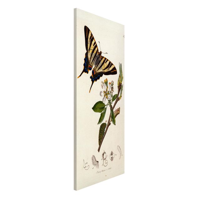 Stampe quadri famosi John Curtis - Una scarsa farfalla a coda di rondine