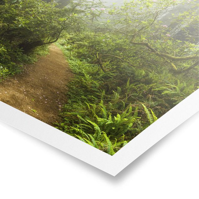Poster paesaggi naturali Sentiero della foresta nebbiosa