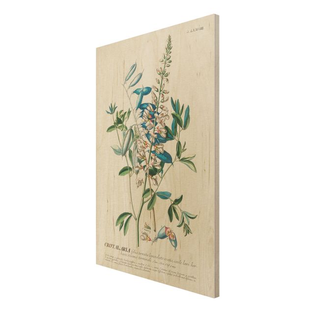 Stampe Illustrazione botanica vintage Legumi