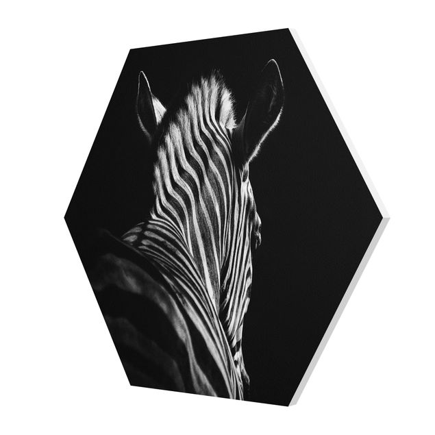 Stampe forex Silhouette Zebra scuro