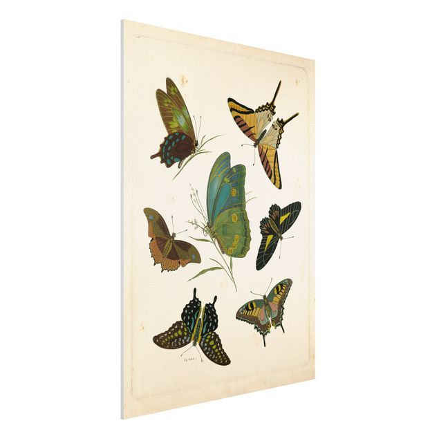 Quadri farfalle Illustrazione vintage Farfalle esotiche