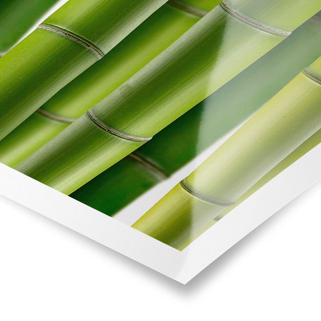 Quadri natura Piante di bambù